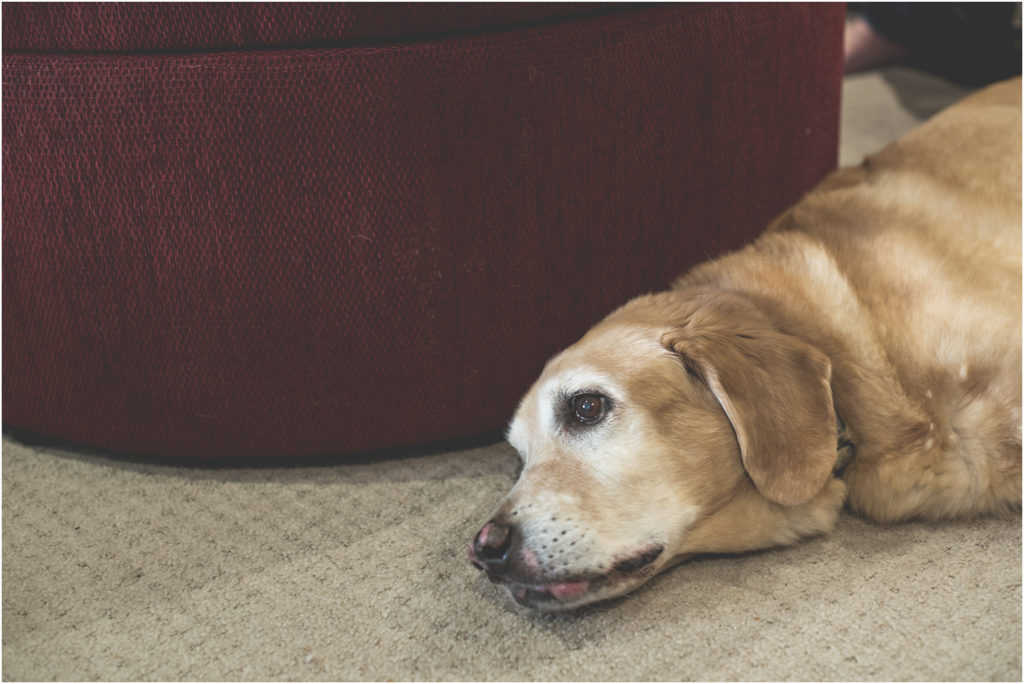 Camden Family Photography, Angie Duncan Photography, www.angieduncan.com.au